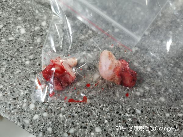 狗狗乳腺肿瘤 手术成功