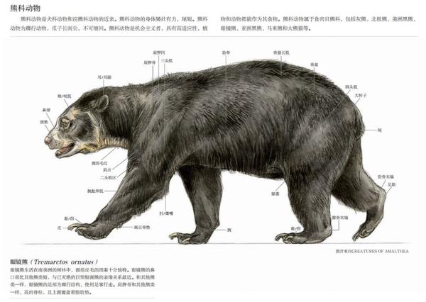 先给你瞥一眼书里对熊的结构讲解骨骼,肌肉都给你标得明明白白 来看一