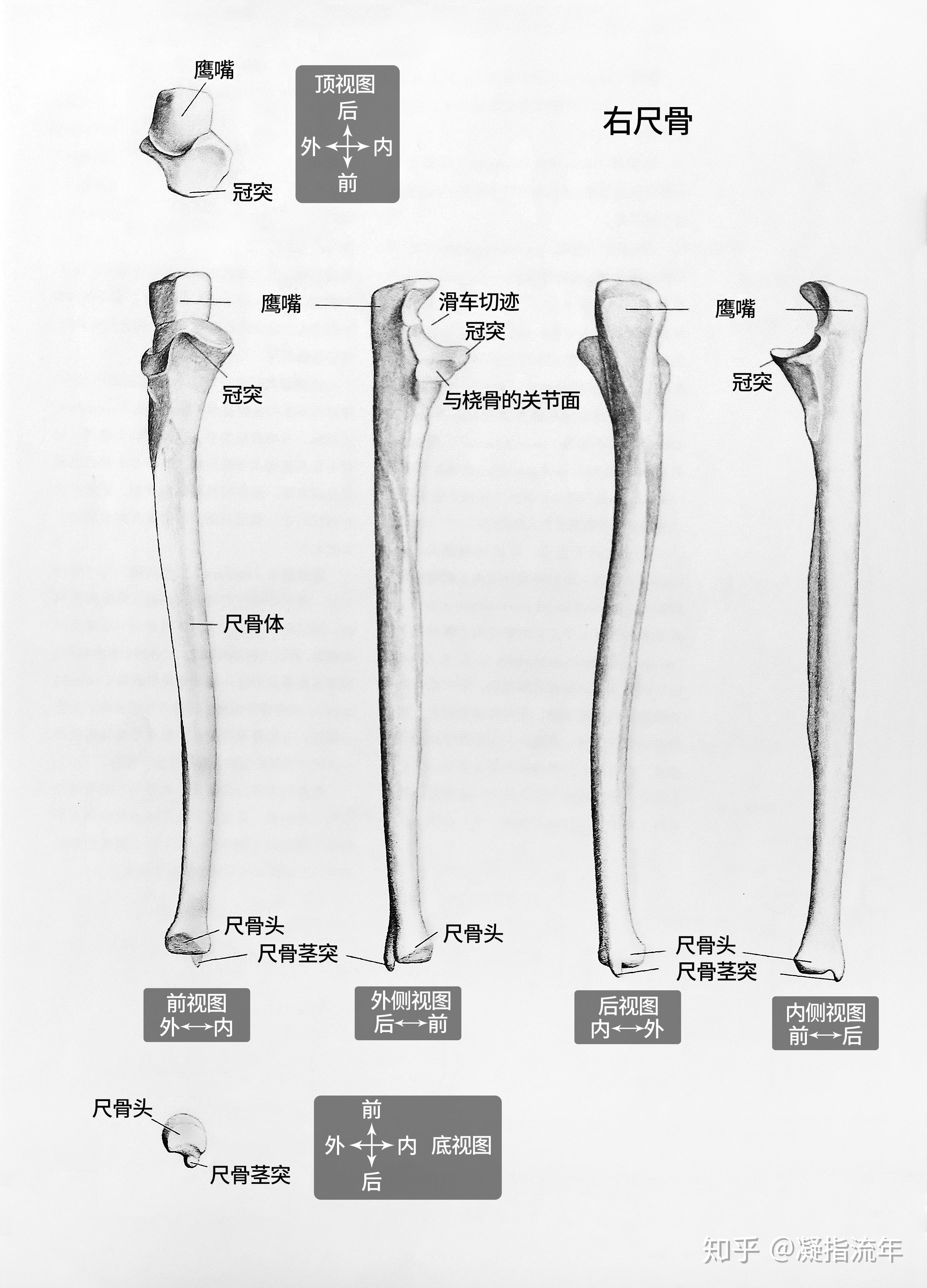 坚持学画人体结构之骨骼部分尺骨