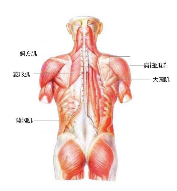 背部肌肉示意图