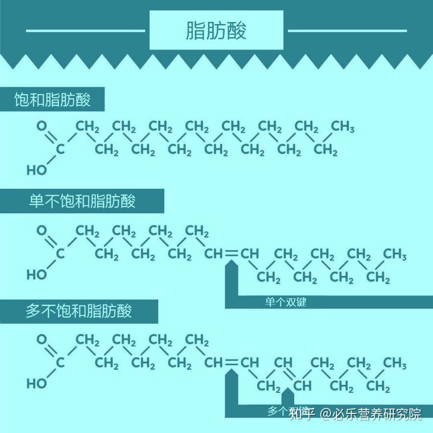 mct中链脂肪酸甘油三酯之一初识篇