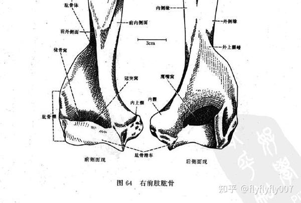 为什么说北美中新世发现的巨大肱骨是猫科