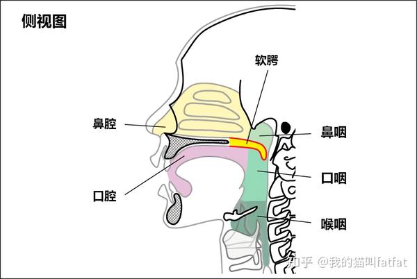 软腭(velum) - 知乎