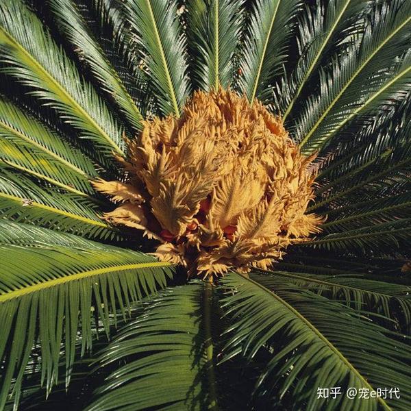 西米棕榈(sago palm)