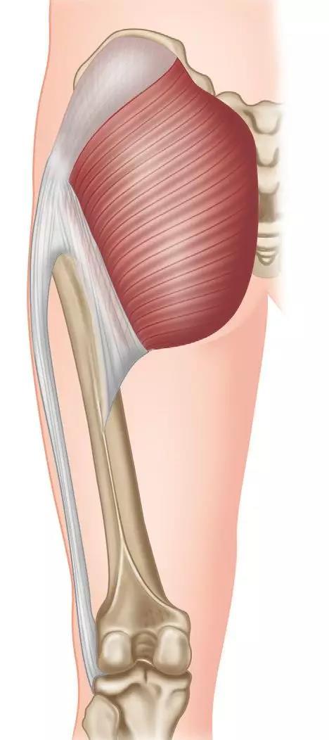 以及髂骨的后上部分,骶骨和尾骨相邻的后表层,骶结节韧带,竖脊肌腱膜