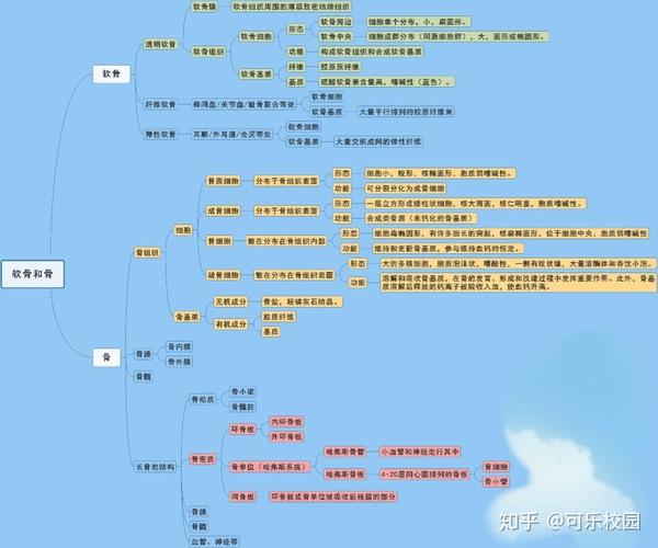 【组织学与胚胎学】期末复习重点——软骨与骨篇