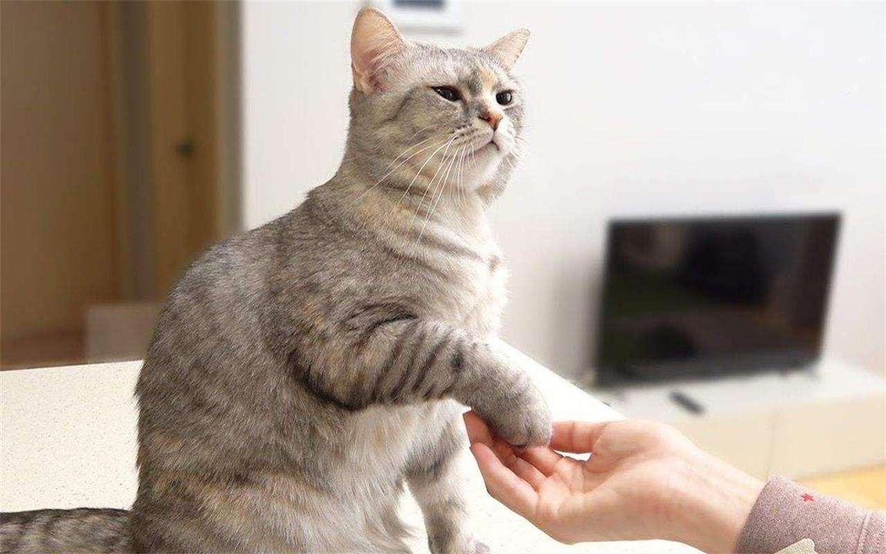 如何让猫咪学会击掌?其实方法真的不难