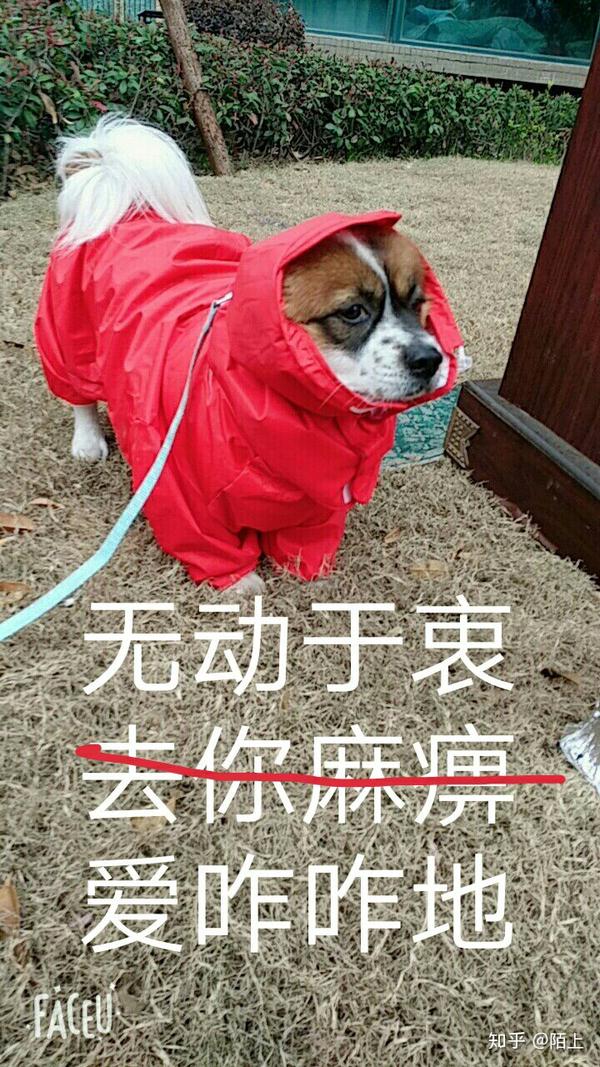 半夜的在我被子上吃排骨的时候,还有出门以后耍赖不走,和我死犟的时候