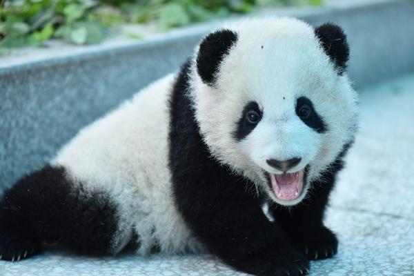 佛系动物大熊猫的牙齿成长史