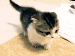 小动物敲可爱表情包!大部分是萌猫! 多图预警张张精品! 往下翻!