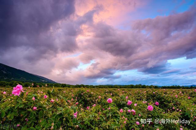 卡洛沃附近的保加利亚玫瑰场bulgarian rose field near karlovo玫瑰