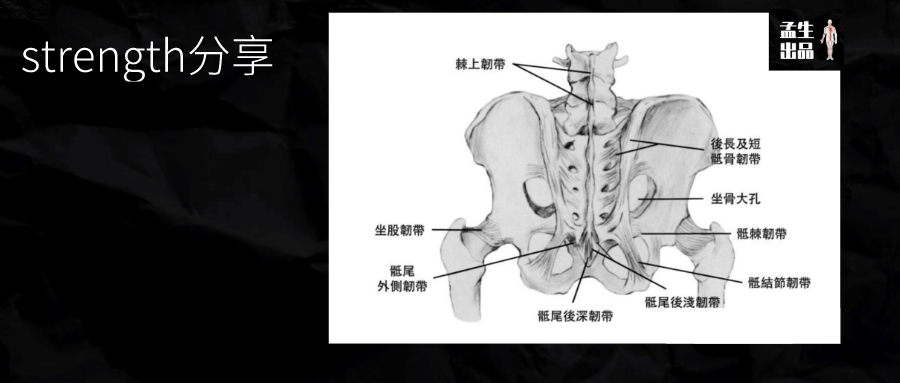 骶髂关节知多少骶髂关节的稳定与稳定性