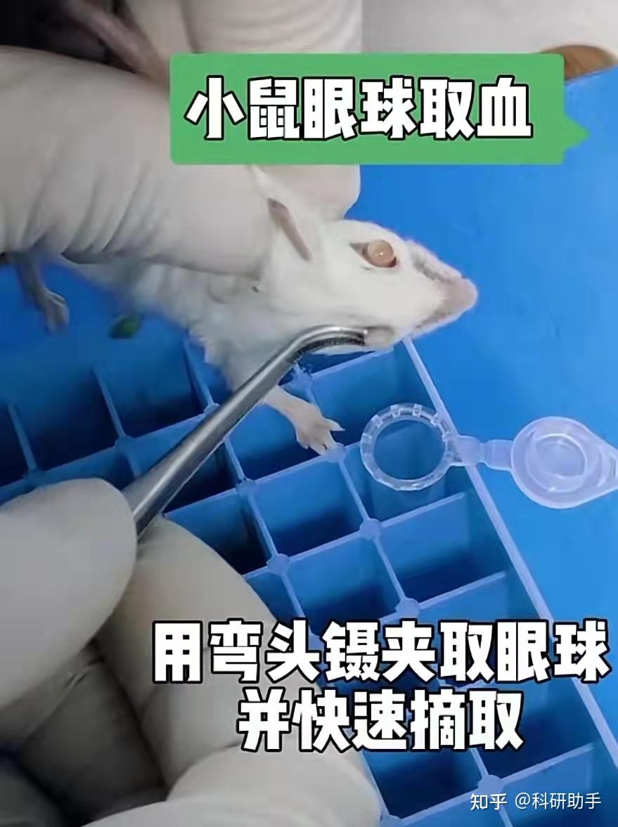 动物实验小鼠眼球取血的实验步骤