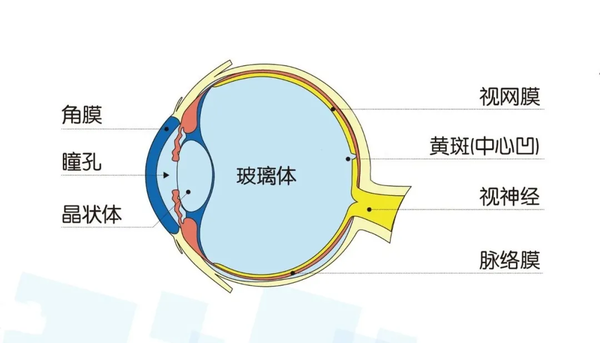 视力下降黑影视物变形怕是黄斑出问题了