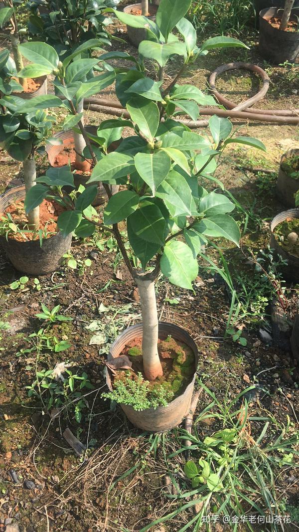 给广州茶友种植的拉力皮特茶花