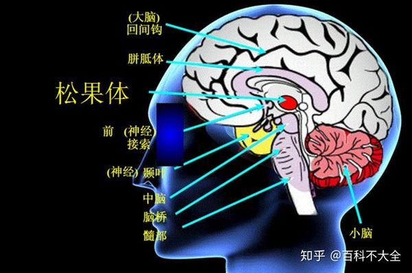 只不过……退化得更彻底,从颅骨移到了脑内,现在叫 松果体