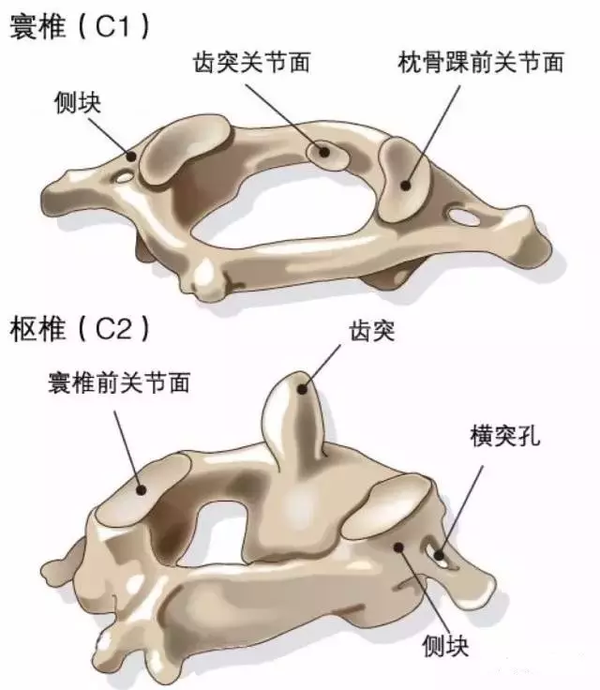 寰椎下关节凹和枢椎上关节突构成了