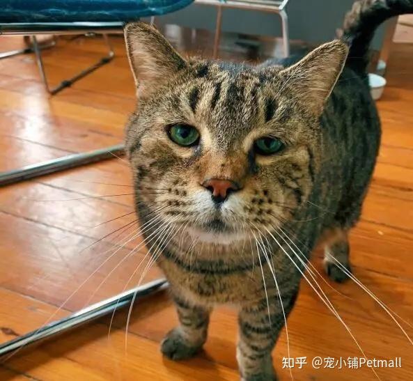 一只成熟的小猫咪怎么可以不会发腮