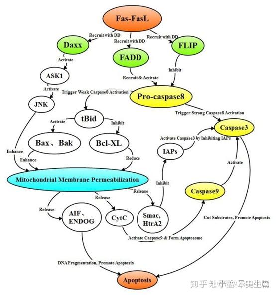 fas-fal信号通路: 激活jnk信号通路,通过线粒体途径增强出凋亡基因