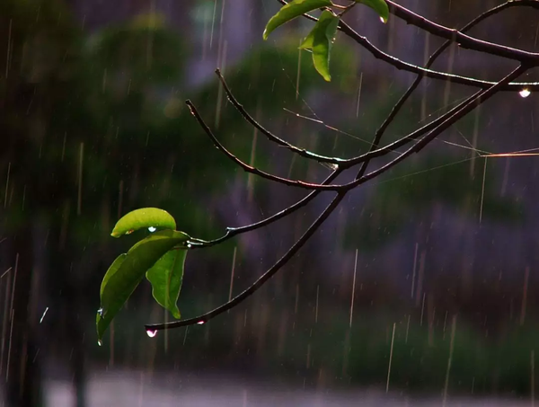 空中飘着小雨,落在路人的脸上,绵柔而舒适,让人有一种斜风细雨不须归