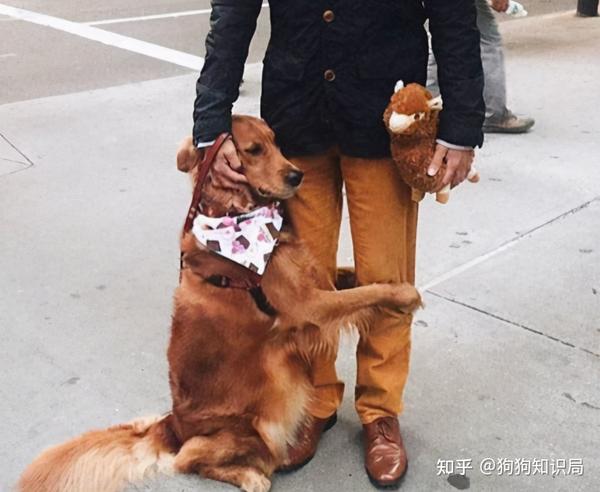 狗狗"抱大腿,原来背后有这些意思!