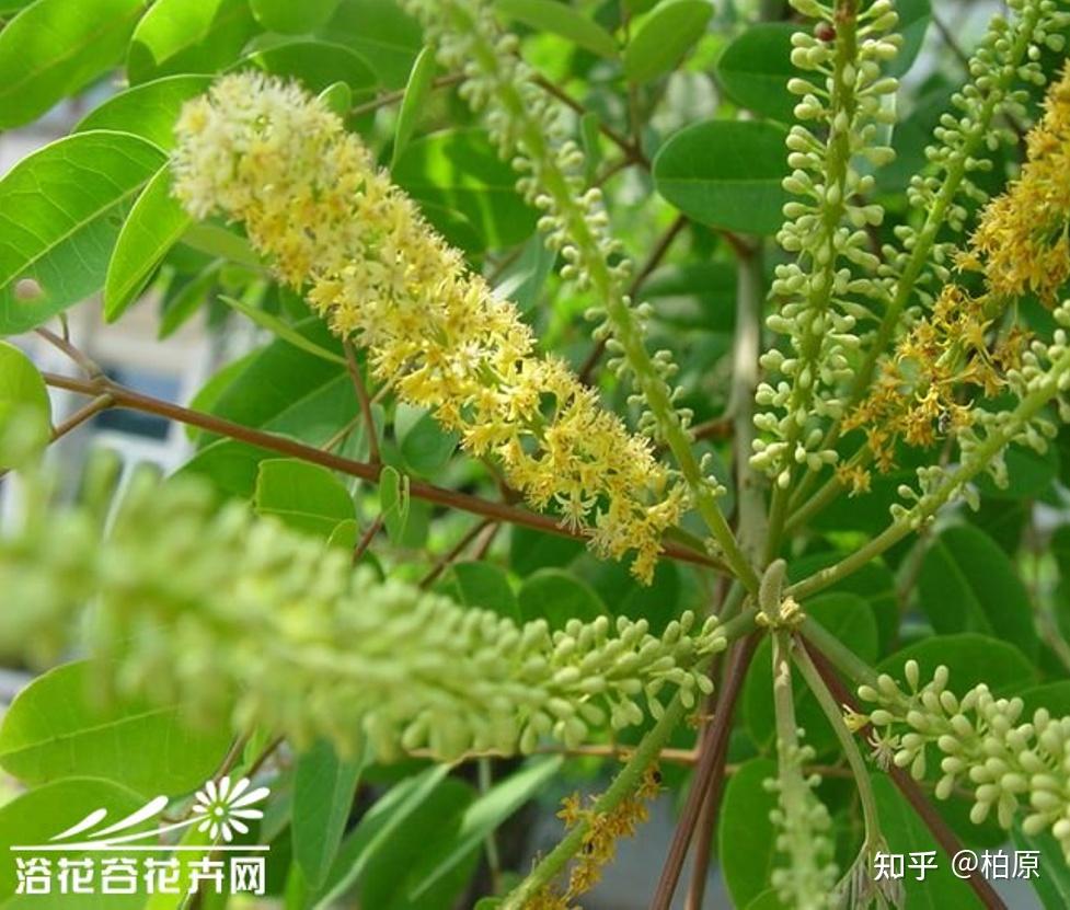 一叶菩提相思红豆节选第四