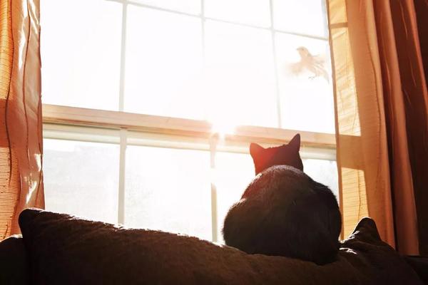 猫总是看着窗外发呆,到底在想啥?