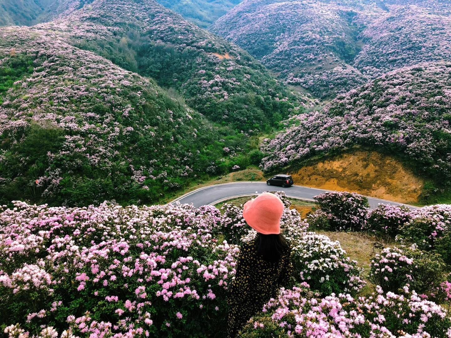 除了百里杜鹃,乌蒙大草原高山矮杜鹃,也不可错过!