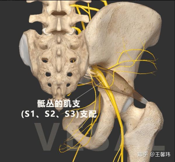 至骶骨骶孔外侧部分,止于大转子尖端 2,腰椎间盘突出导致的梨状肌紧张
