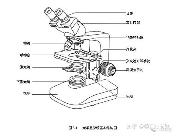 光学显微镜由目镜,物镜,粗准焦螺旋,细准焦螺旋,压片夹,通光孔,遮光器