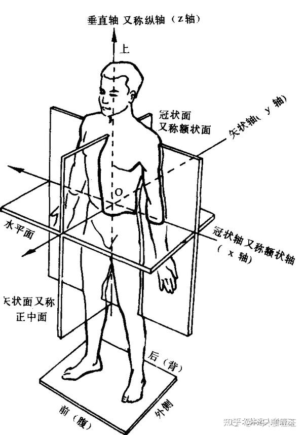 (3)垂直轴:为 上下方向垂直于水平面,与人体长轴平行