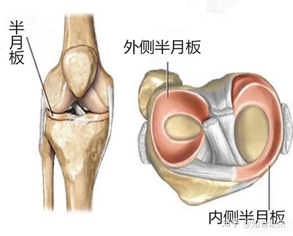 外侧半月板呈"o"形,其前角附着于前十字韧带附着点之前,后角附着于