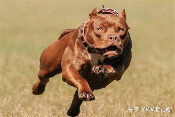产自于日本的"土佐犬"是一种竞技斗狗,通常饲养它的人都是商业大亨