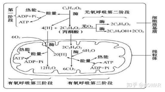 有氧呼吸和无氧呼吸全阶段比较示意图