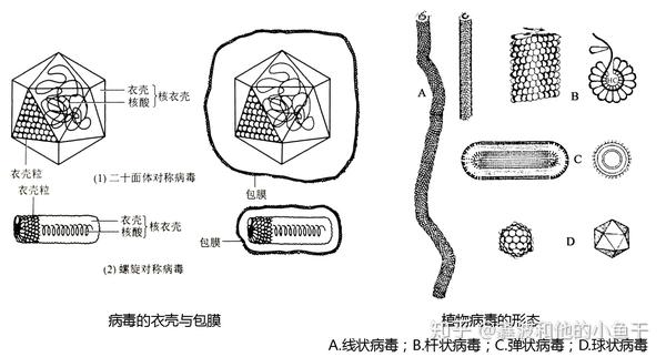 病毒可以通过多种方式引起植物病害,是一类重要的植物病原物,其引起的