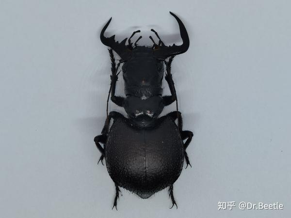 大王虎甲,世界上最大的食肉甲虫,原产地非洲南部,公虫夸张的大颚可以