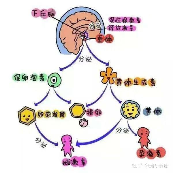 微科普 | 高泌乳素血症——女性不孕的"冷门杀手"!