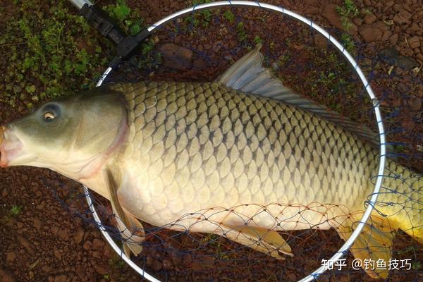 夏天野钓大鲤鱼很有效的