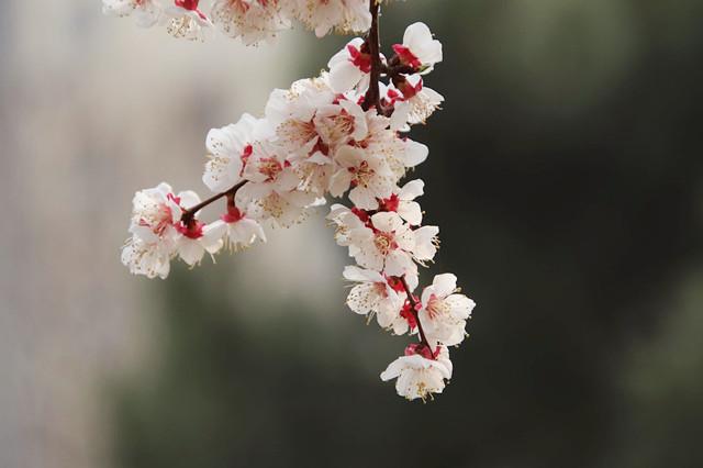 又是一年杏花开一杏花一诗词