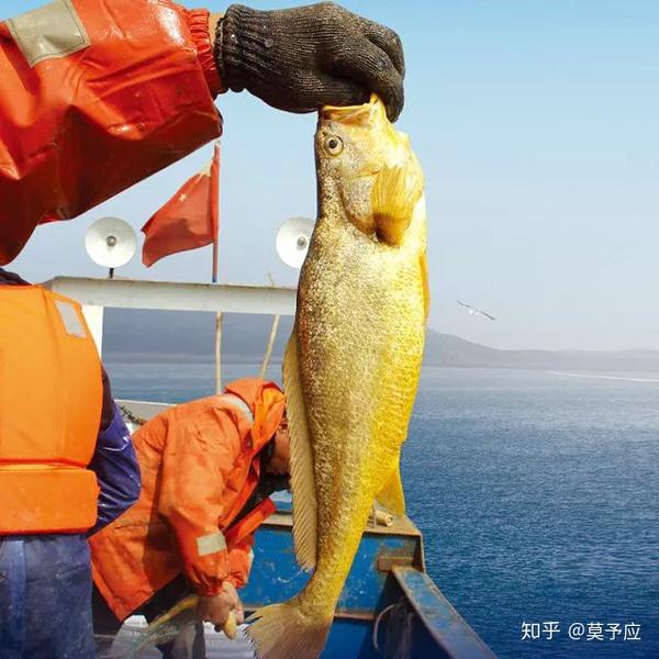 从古到今,大黄鱼都是中国沿海主要的捕捞鱼类,目前