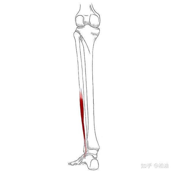 小腿和踝关节外侧疼痛可能是腓骨肌的扳机点