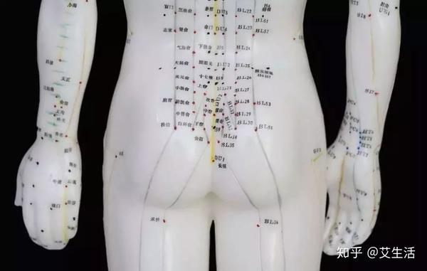 臀部位于人体的中部,是人体的督脉之始,两柱之基,三府之管,是经络
