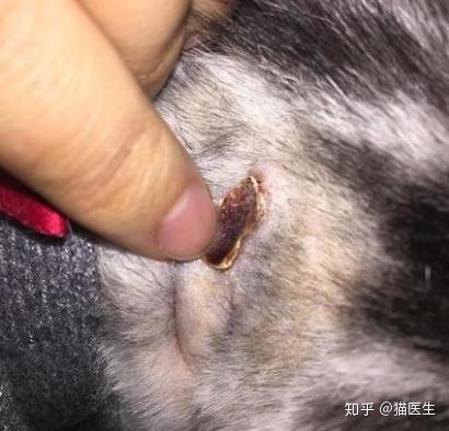 猫医生猫咪常见疾病的快速诊断和处理之皮肤篇四