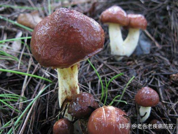 老吾老:野生的"菌中之王"——松魔,常吃这种菌类,帮你