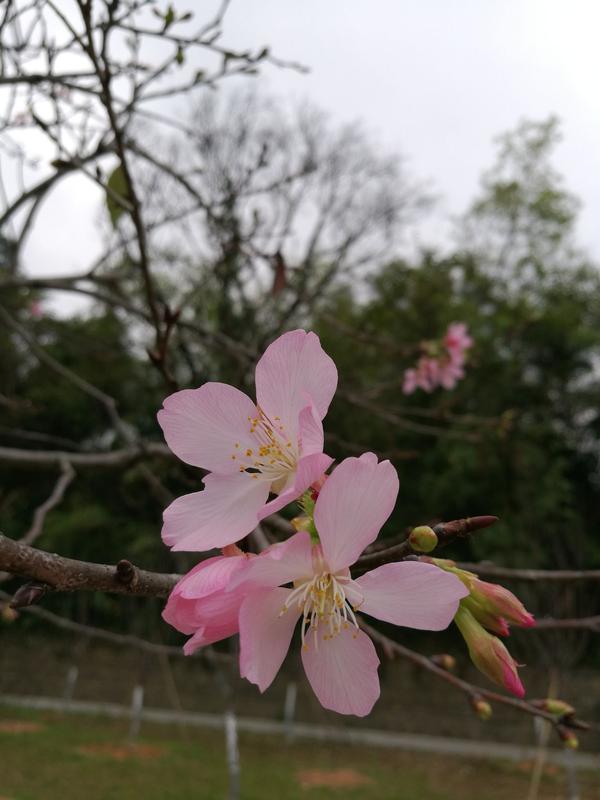 樱花有较长花梗,一簇簇开的,最重要的是樱花花瓣有缺口,看下图(为广州