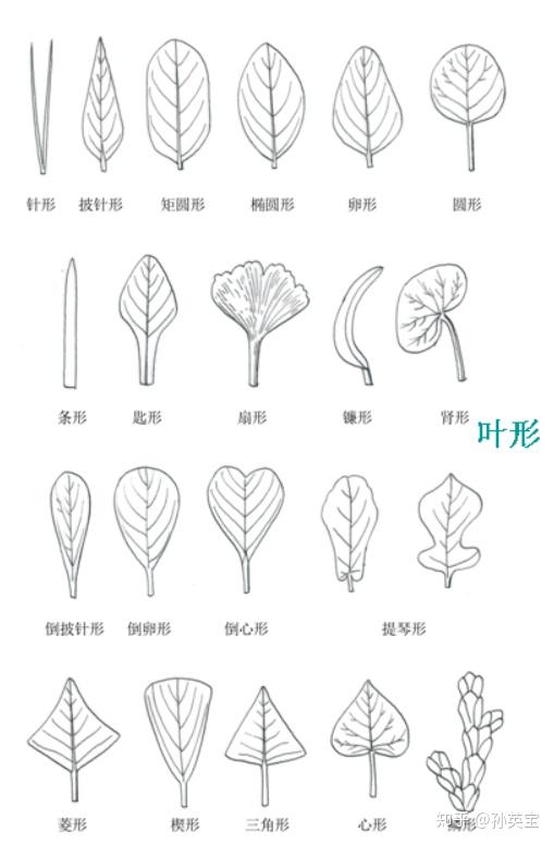 不同的单叶形状图