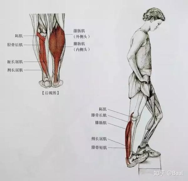 站在台阶上,脚后跟往下压,膝盖伸直,落半个脚掌,主要也是拉伸腓肠肌