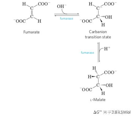 酸在苹果酸脱氢酶(malate dehydrogenase)的催化下脱氢变回草酰乙酸