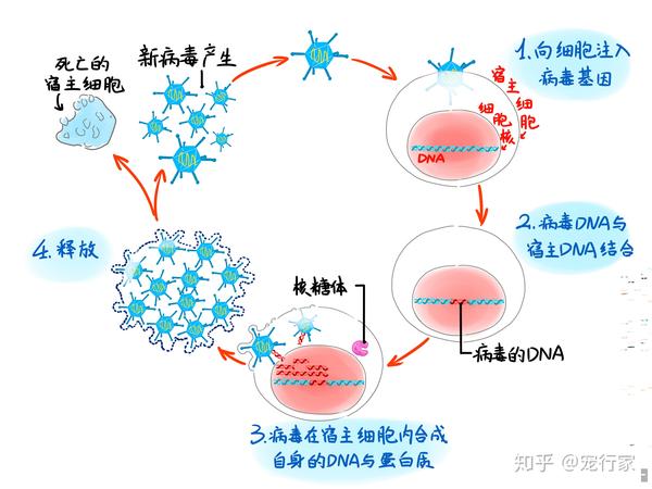 病毒怎么繁殖 zhuanlan.zhihu.com