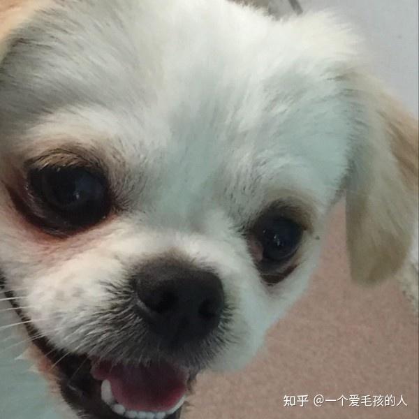 狗狗樱桃眼切除后遗症